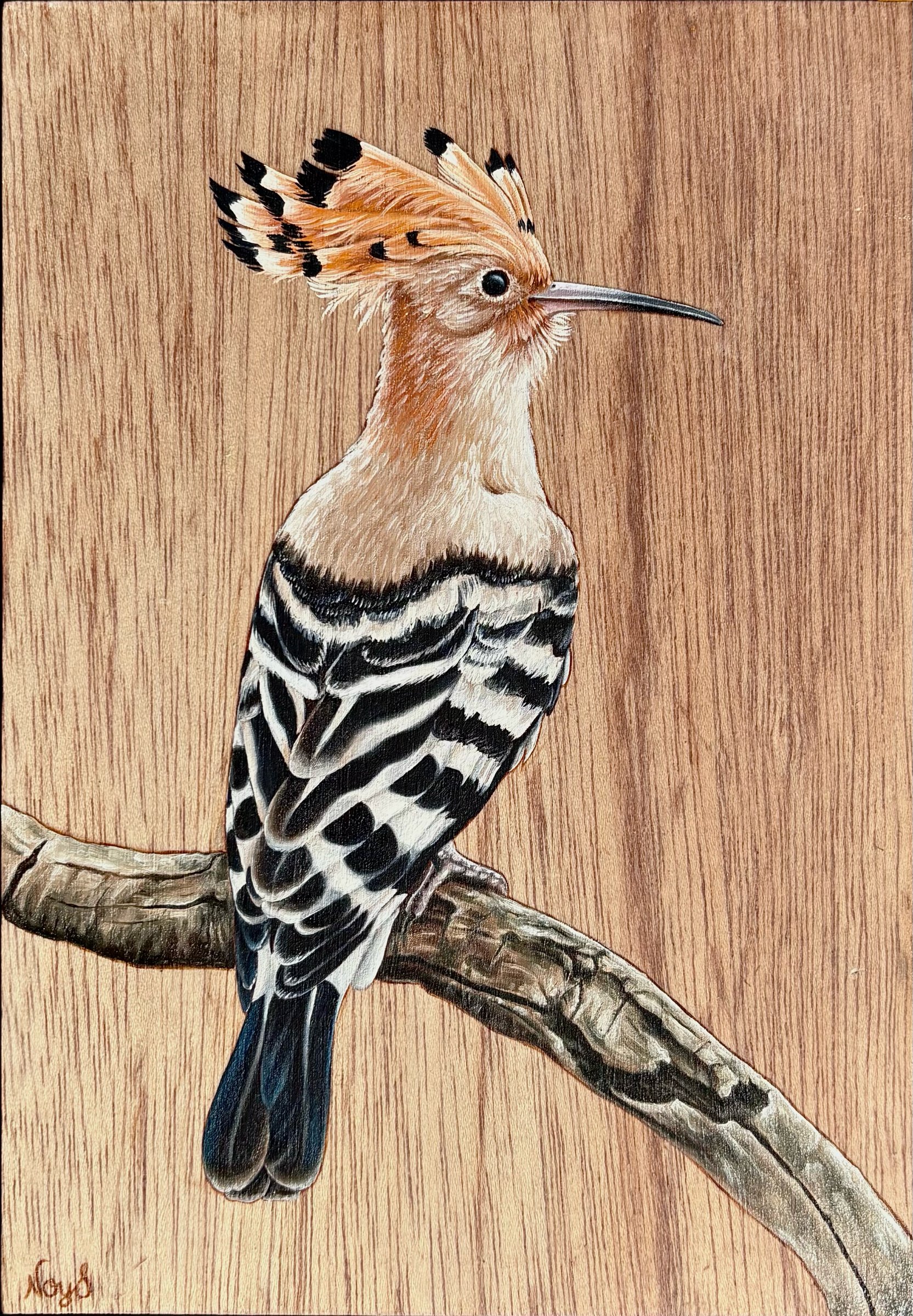 Hoopoe